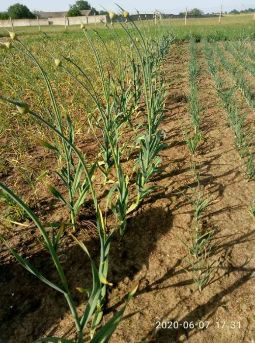 Лукочеснок посадочный озимый "Рокамболь"