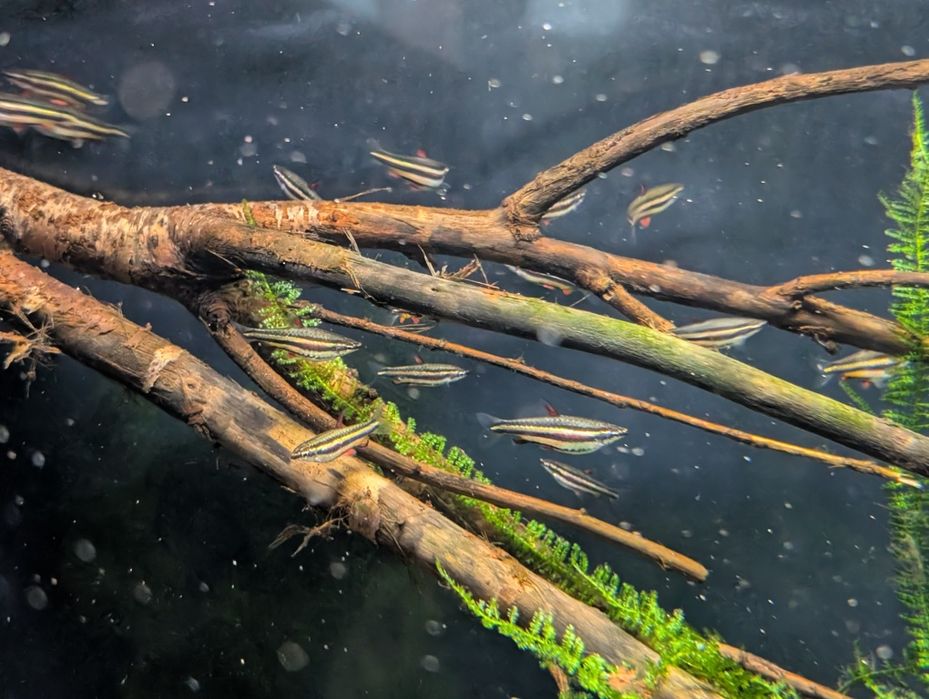 Nannostomus Marginatus