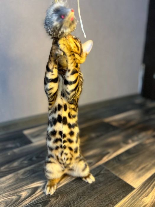 Бенгальський кіт,кошеня бенгал