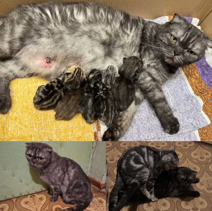 В'язка кота шотландець