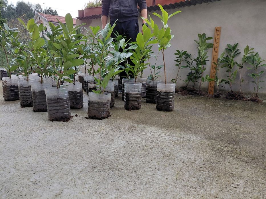 Lauros para sebes louro cerejo para sebes