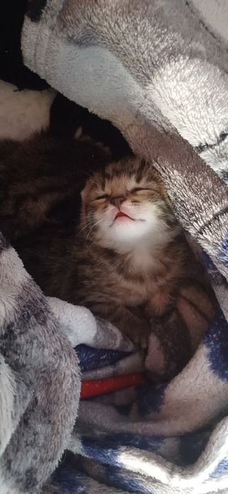 Małe kotki do adopcji