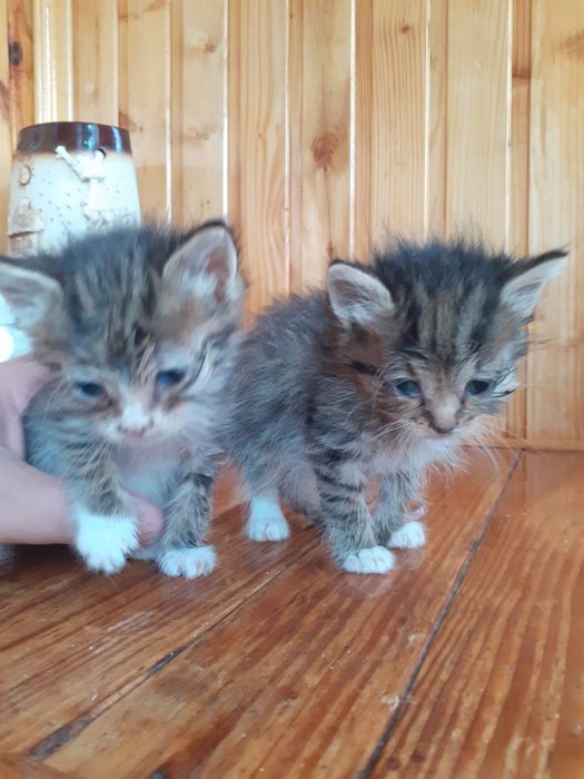 Віддам двух кошенят