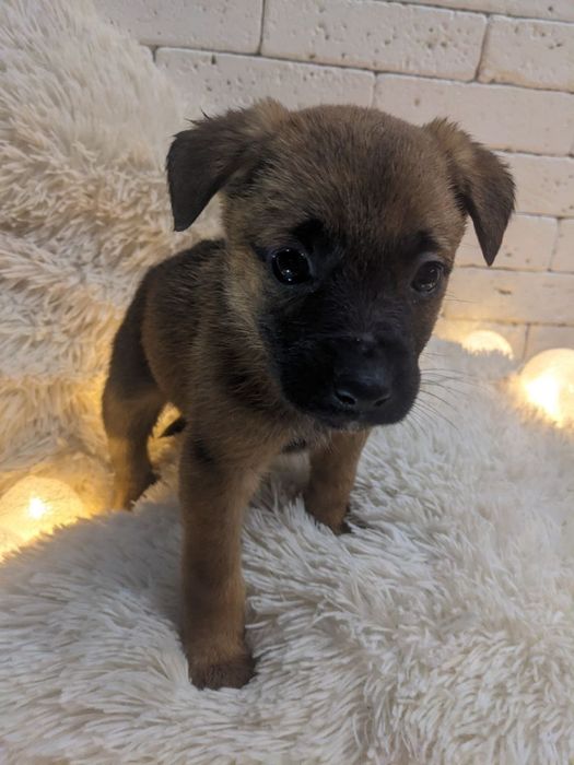 дуже милі цуценята шукають, люблячого, доброго хазяїна