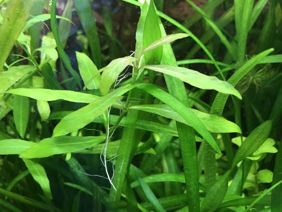 Super zestaw roślin do akwarium dla początkujących