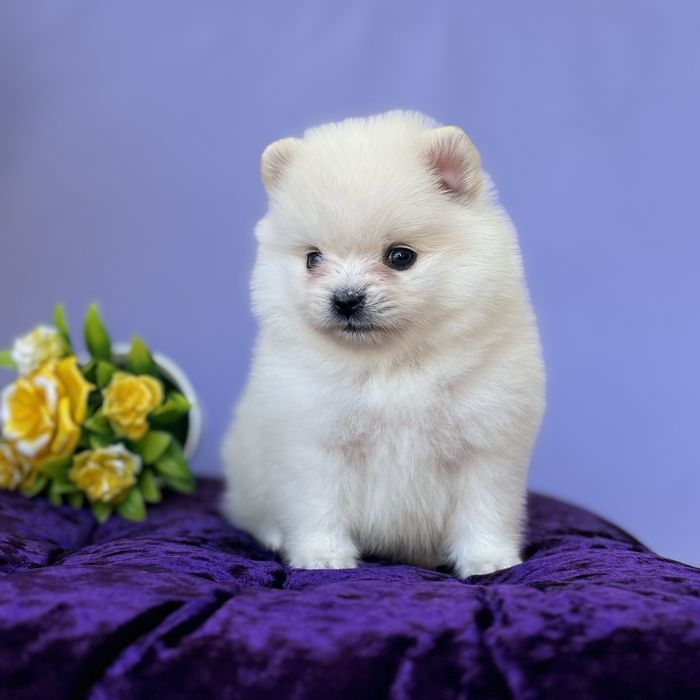 хлопчик шоу классу тип ведмедика.