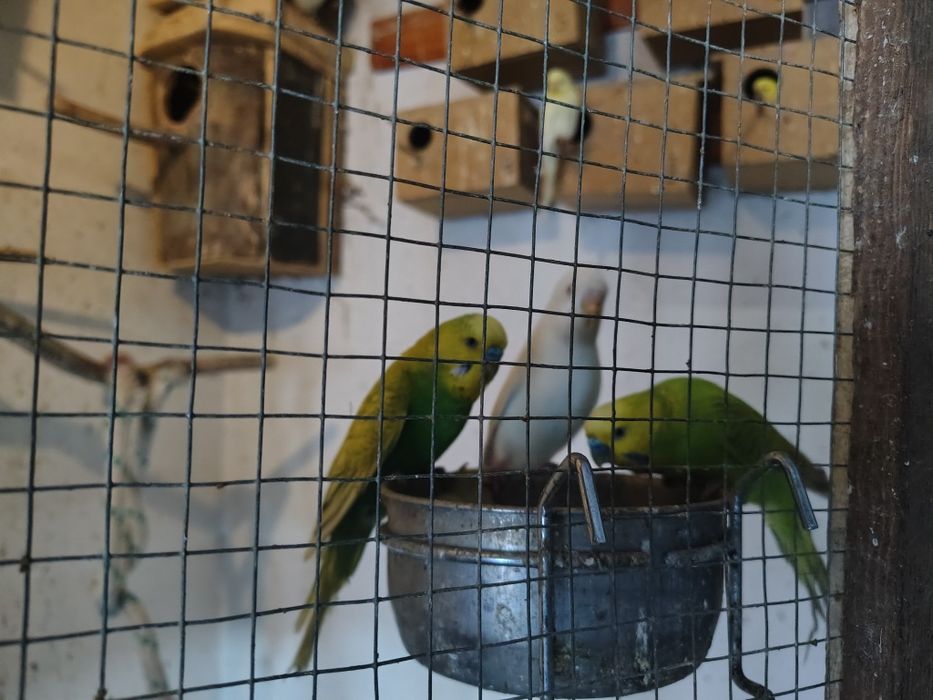 Papugi kolorowe młode starsze