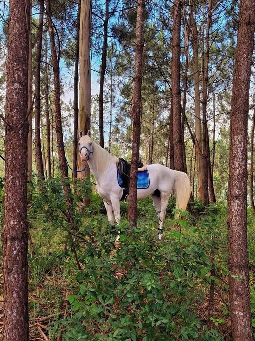 Cavalo cruzado 18 anos