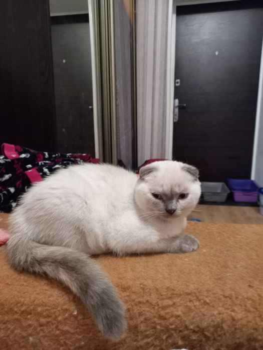Шотландская вислоухая кошечка
