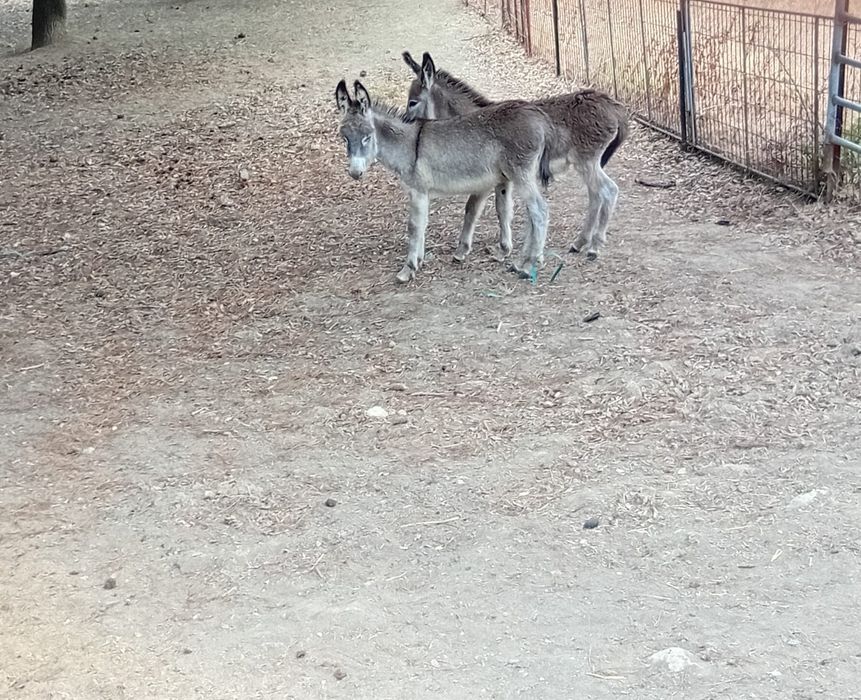 Burros cruzados de burro branco da graciosa