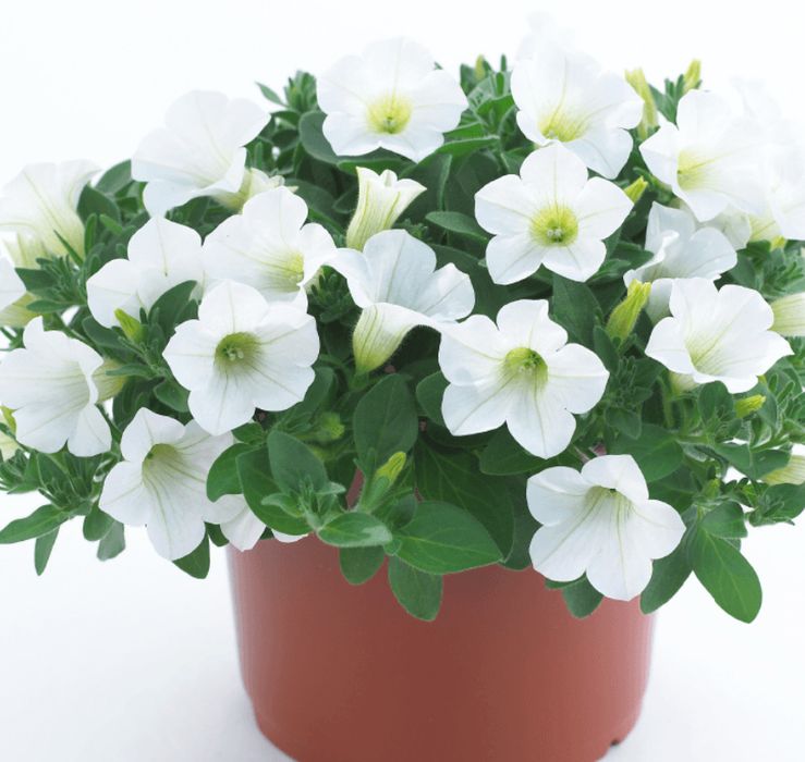 Сурфінія (петунія ампельна)