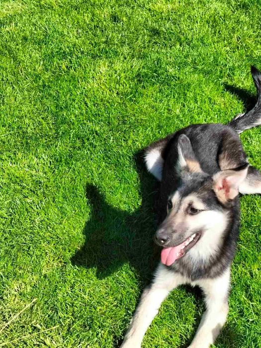 Стерилізована красуня в добрі руки