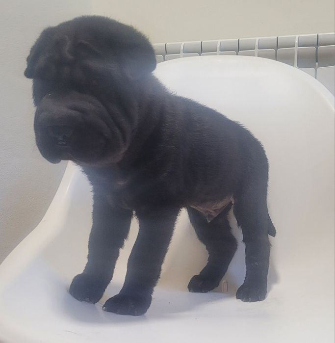 Sharpei macho bebé