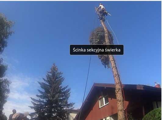 wycinka drzew, pielęgnacja, profesjonalnie