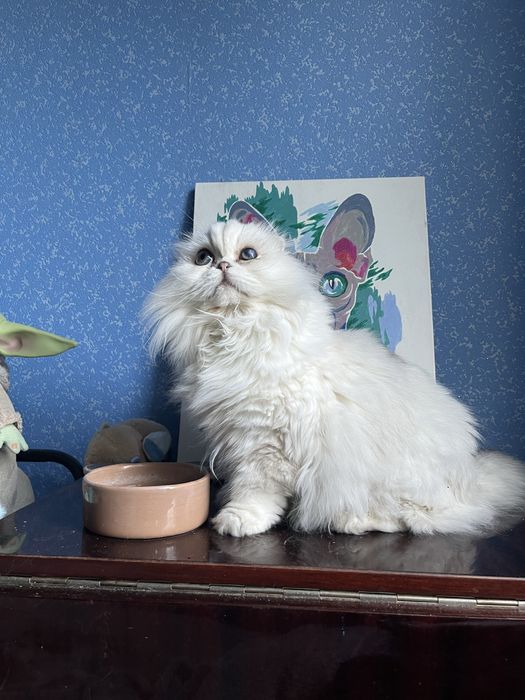 Шотландська висловуха