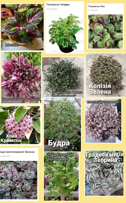 Колеусы 40 сортов! Молодые растения