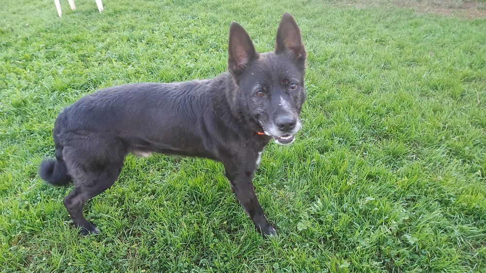 Mickey Para Adoção