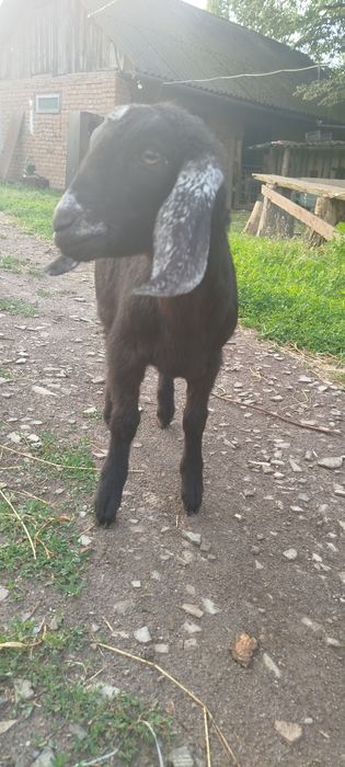 Козенята  Англонубійці (АН) %