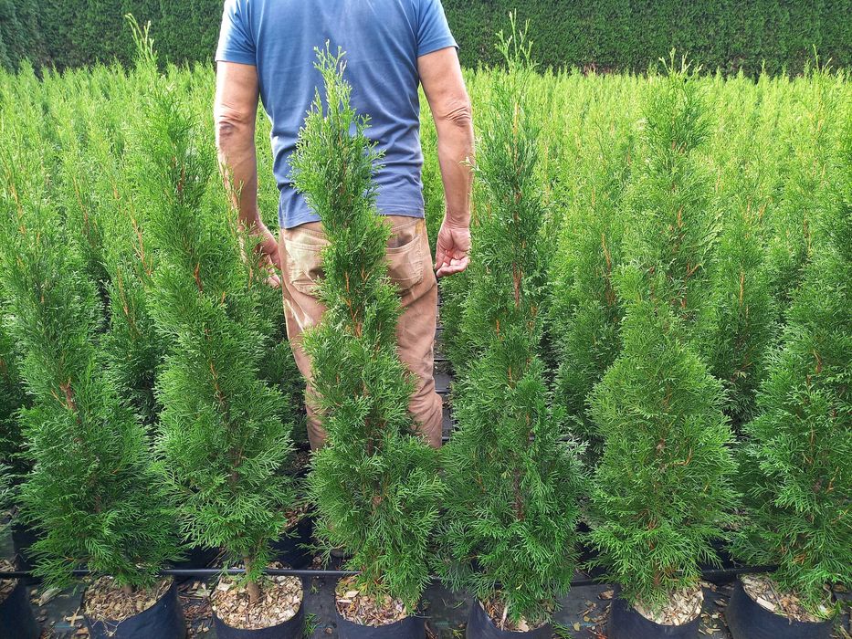 Tuja Szmaragd  100  120  140 donica 5l  DOSTAWA