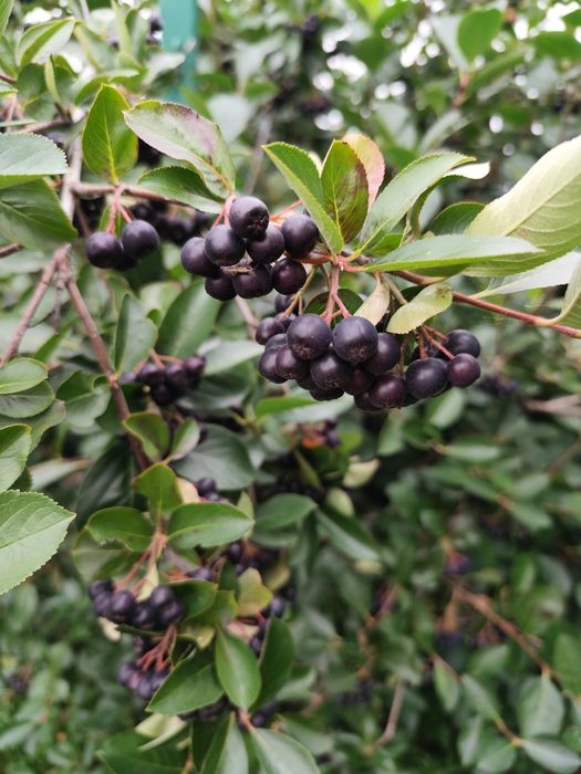 Aronia rwana na zamówienie
