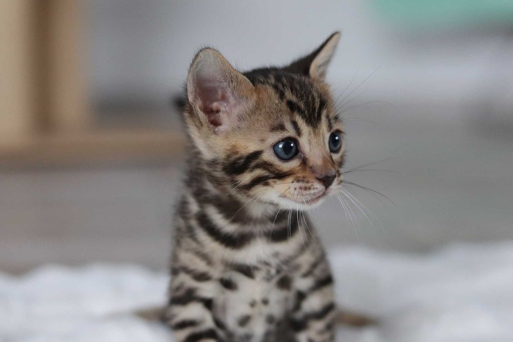 kocurek bengalski brązowy