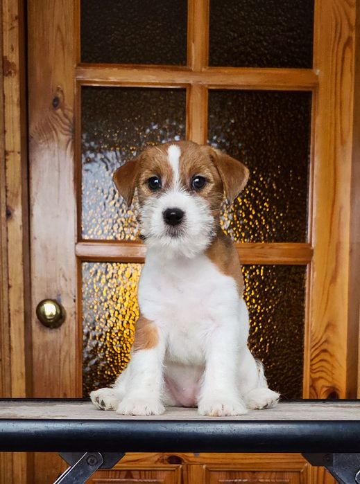 Лялькова дівчинка Джек Рассел тер'єра. (2 міс.)