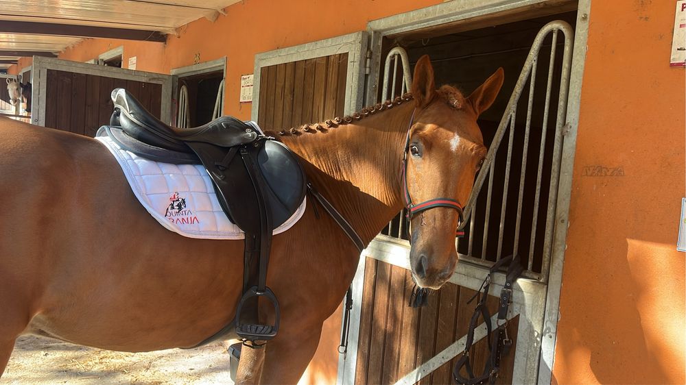 Para venda cavalo cruzado