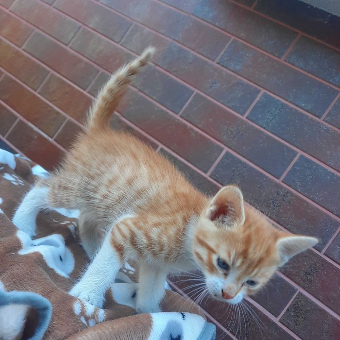 Zwierze do adopcji