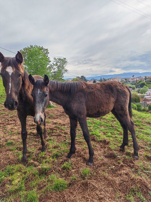 Poldros ruco psl 1 ano