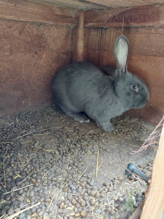 Sprzedam samca samice