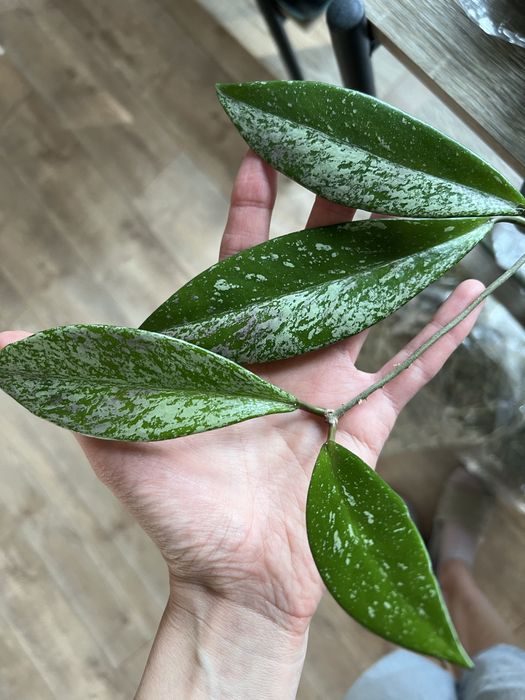 Hoya Publicalyx sadzonka