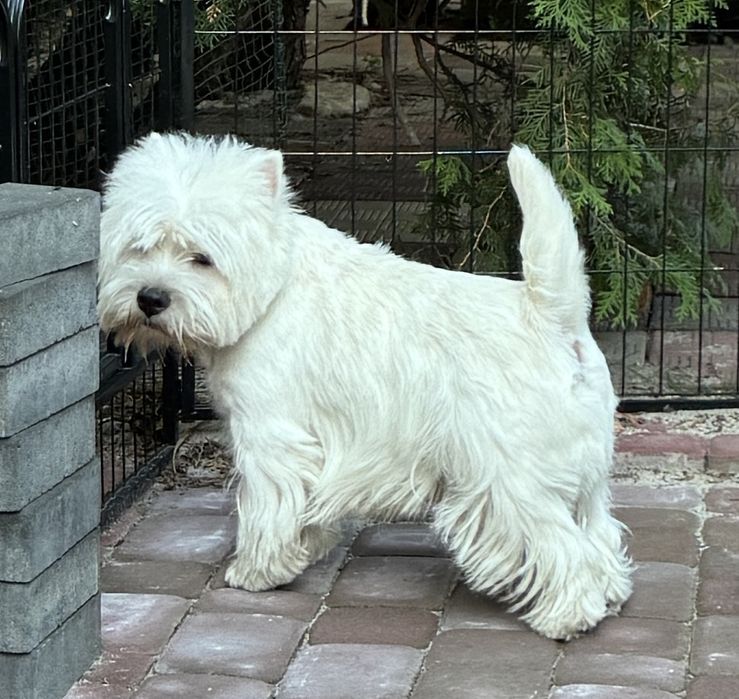 West Highland White Terrier