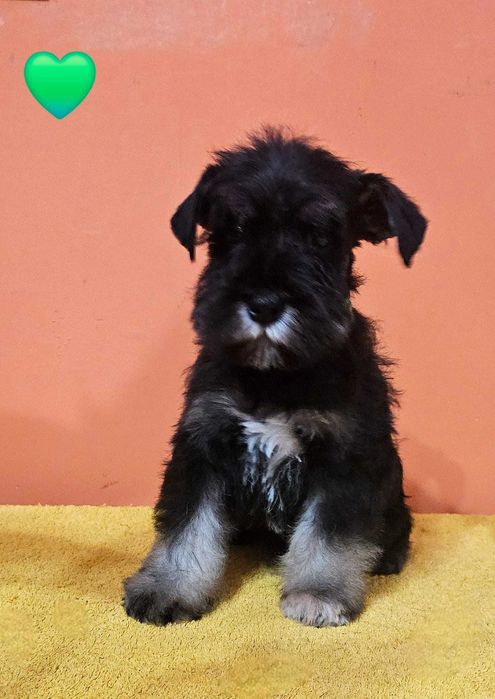 Sznaucer miniaturowy czarno-srebrny FCI ZKwP