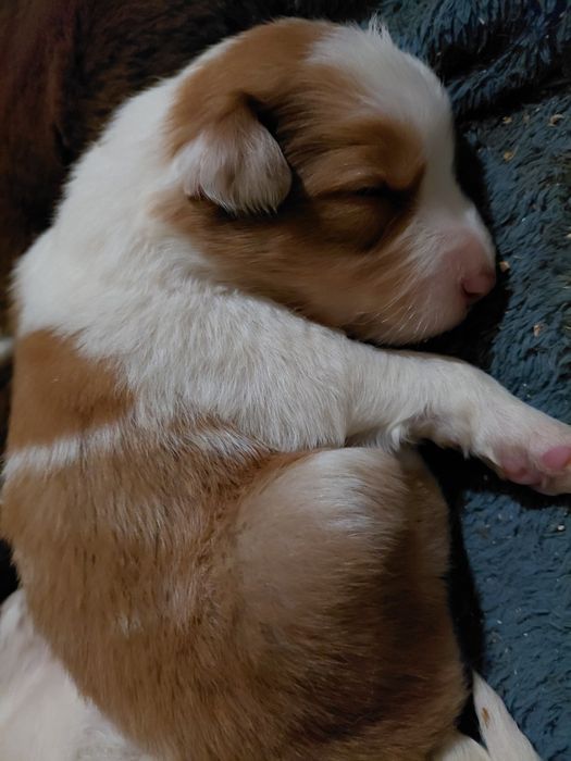 Border collie piesek fci zkwp