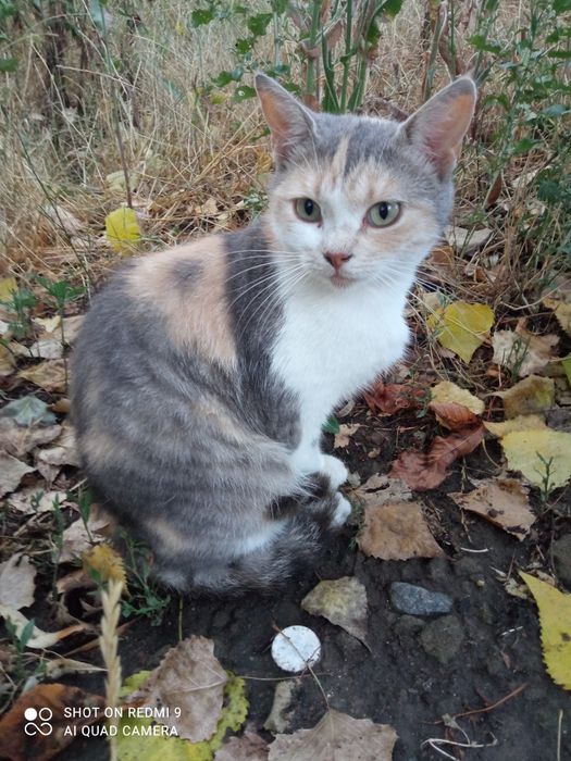 Трьохмасна красуня в любов та турботу