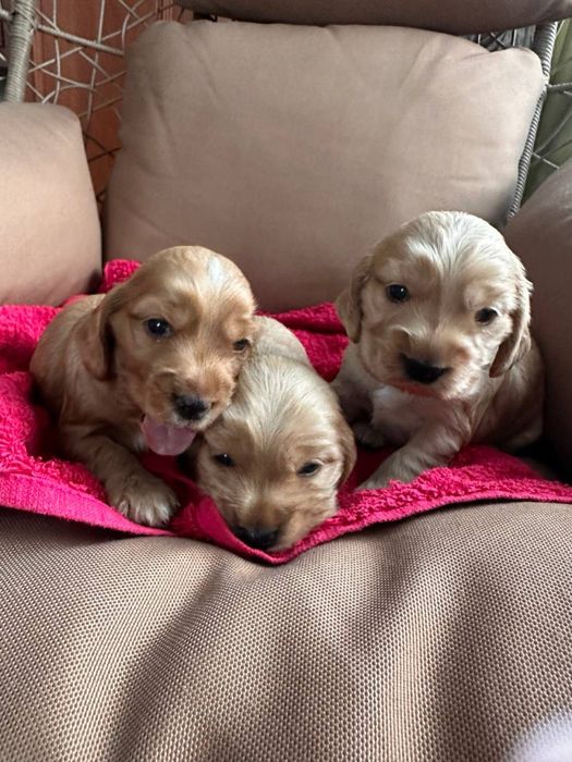 Раннє бронювання трьох прекрасних дівчаток