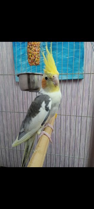 Клітка для папуги