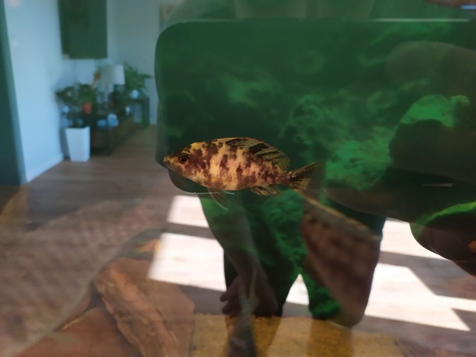 Aulonocara calico