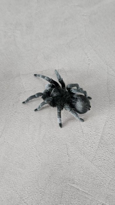 Grammostola Pulchra Samica 8DC