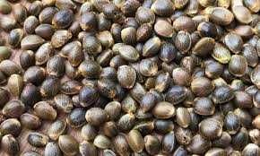 Ziarna konopi, FINOLA NA OLEJ dla gołębi,papug zanęta na ryby /wysyłka