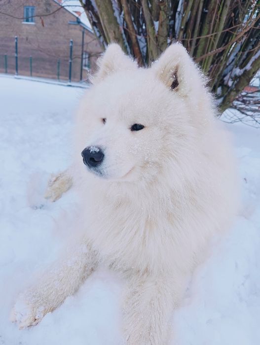 Samoyed piesek  biały miś