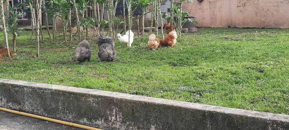 Pintos Sedosas do Japão
