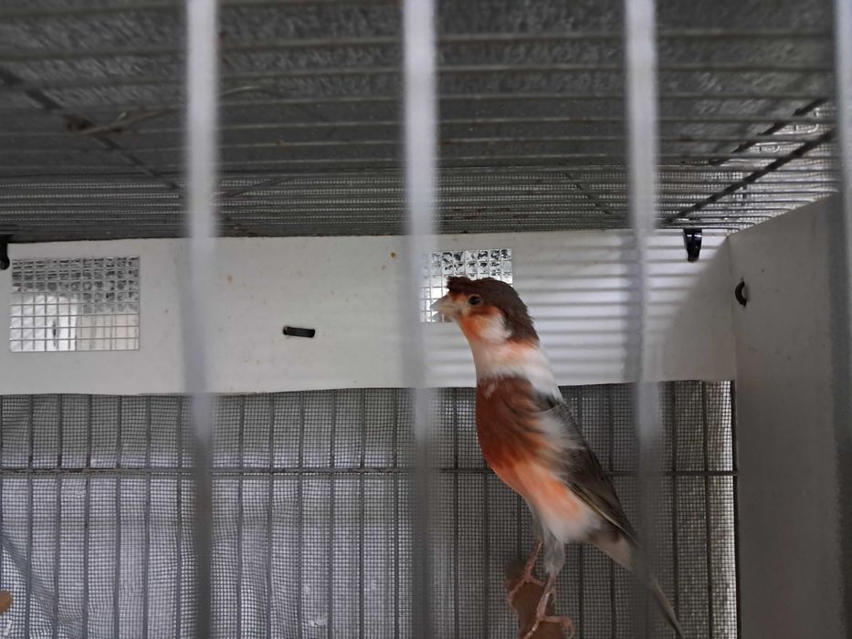 Canarios arlequim portugues