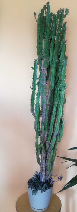 Wilczomlecz trójżebrowy