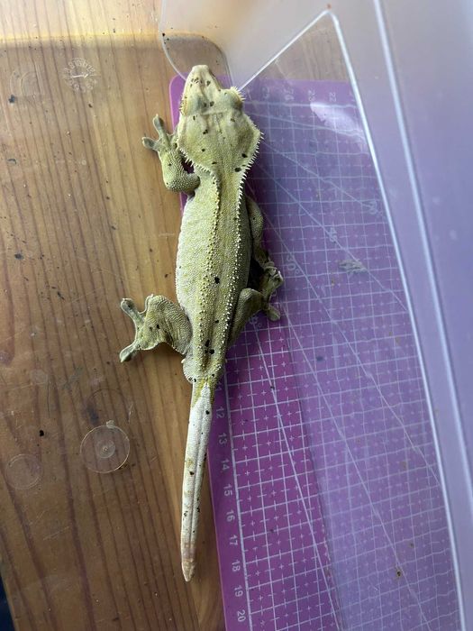 Gekon orzęsiony Light Yellow/Brown Base Dalmatian patternless samiec