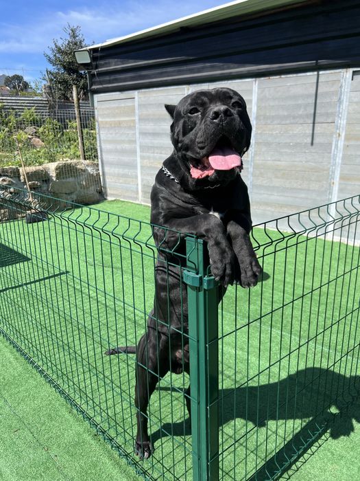 Macho Cane Corso Casa do Tavarsbull