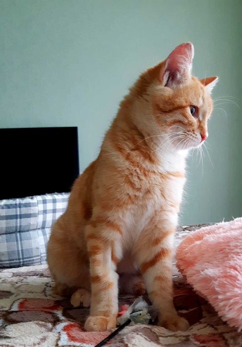 Кошечка Хани ищет дом