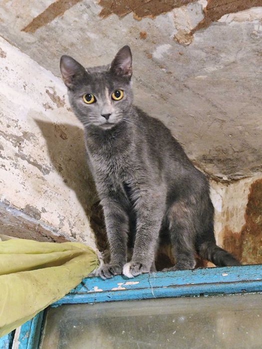 Кот - кіт - кішка - кошка - кошеня - котенок - котята