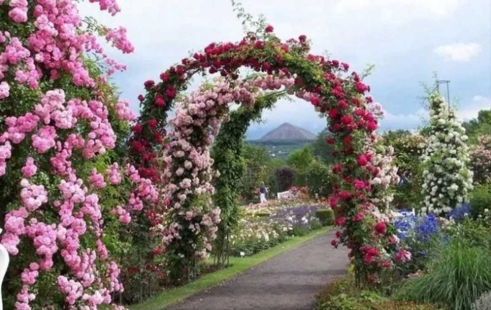 Pergola Ogrodowa ŁUKOWA 240 cm Mocna Nowa KOTWY GRATIS! WYSYŁKA 24H!