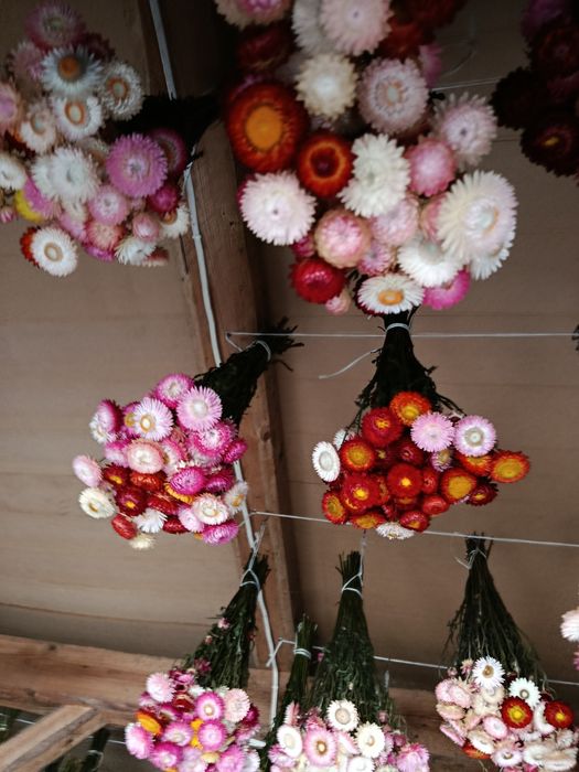 Suszone kwiaty kocanki bukiety